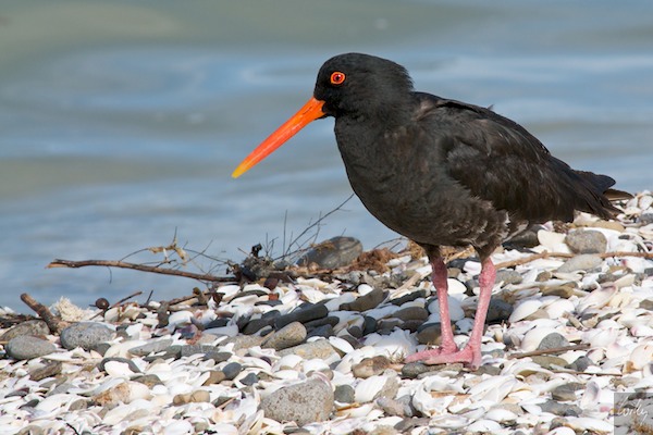 NewZealand 09 10  038